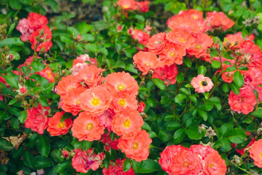 Roar Rosa Rosa Archives - JNI Knowledgebase
